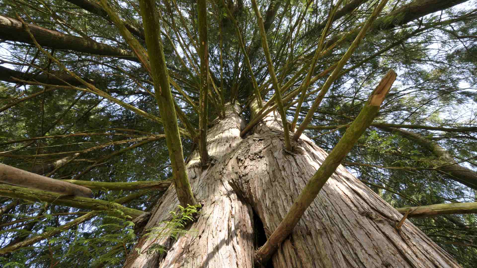 Nadelbaum. Blick entlang des Stammes in die Krone.