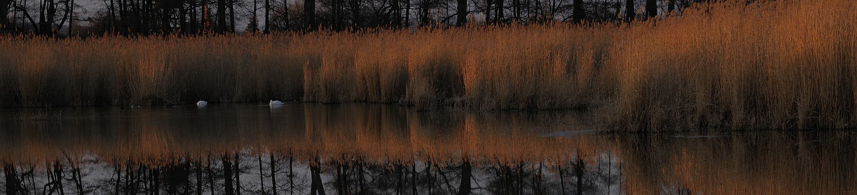 Schilfgürtel mit Schwänen im Abendlicht
