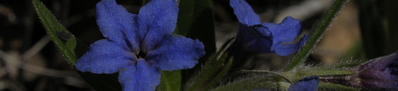 Blauroter Steinsame (Buglossoides purpurocaerulea) - Blüte