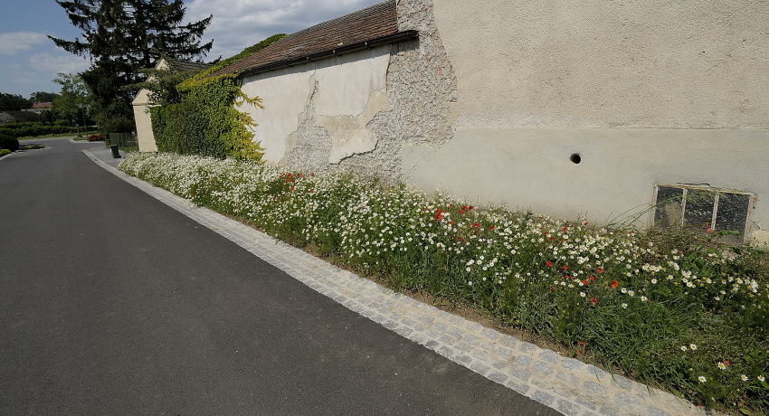 Ackerunkrautmischung mit Kamillen und Klatschmohn in einer Grünfläche