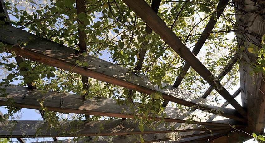 Pergola – Detail mit Schlingknöterich (Fallopia baldschuanica) als rasche Vorbegrünung bis er durch Wisteria ersetzt wird