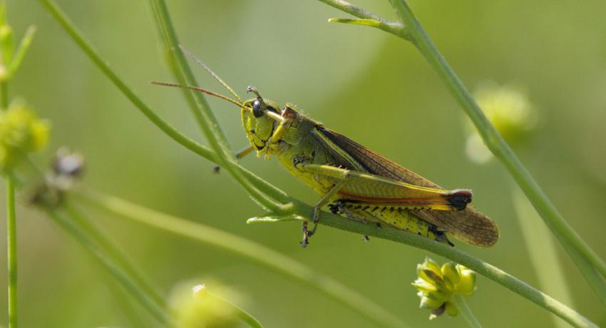 Sumpfschrecke (Stethophyma grossum)