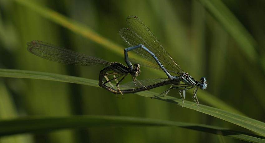 Gemeine oder Blaue Federlibelle (Platycnemis pennipes) bei der Paarung