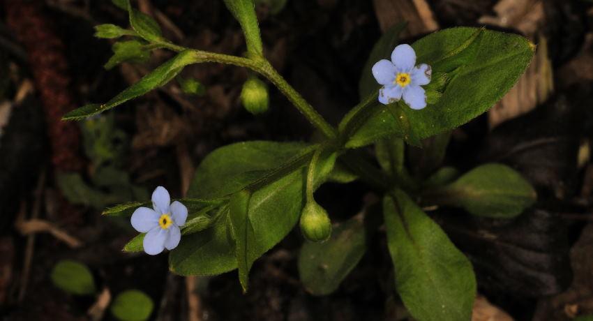 Kleinblütiges Nabelnüsschen (Omphalodes scorpioides) in den Leithaauen