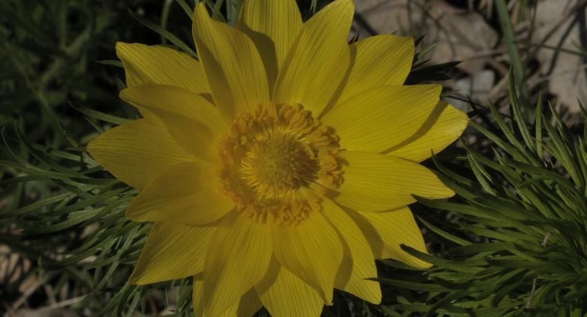 Frühlingsadonis (Adonis vernalis)