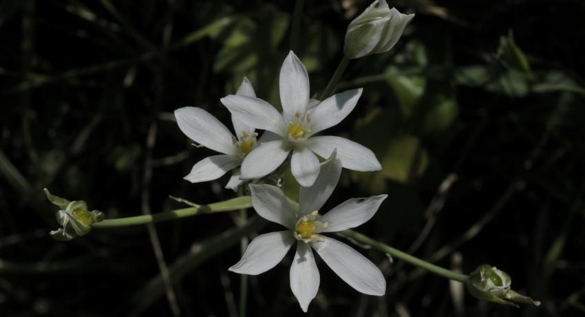 Milchstern (Ornithogalum umbellatum)