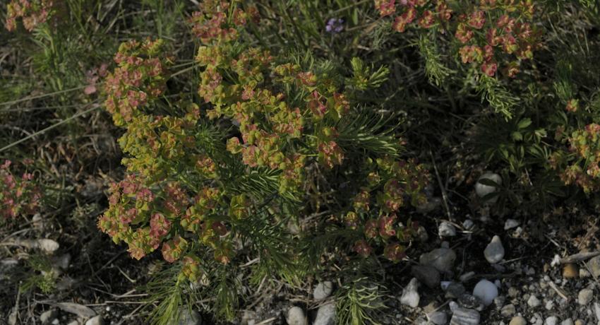 Zypressenwolfsmilch (Euphorbia cyparissias) im Kreisverkehr Altstadt Bruck an der Leitha.