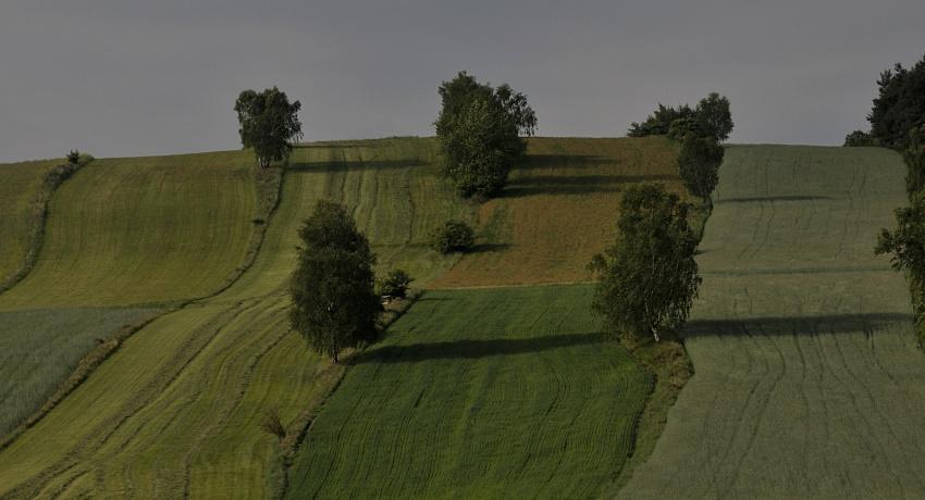 Ackerlandschaft mit Stufenrainen und einzelnen Birken bei Wilhalm im östlichen Waldviertel