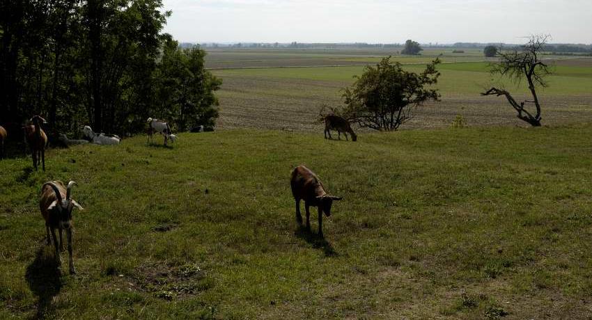 Ziegenbeweidung am Wagram bei Groißenbrunn