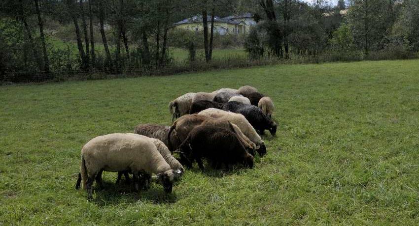 Beweidung einer Bachwiese mit Schafen im Südburgenland