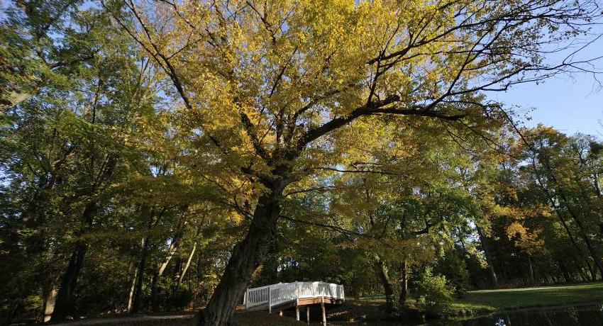 Alte Hainbuche (Carpinus betulus) bei Weißer Brücke im gelben Herbstlaub