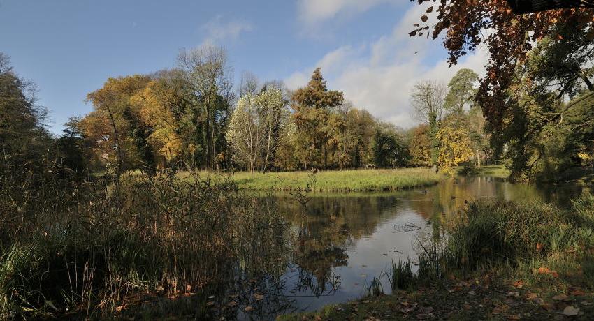 Teichfläche mit Schilf im Vordergrund, dahinter Gehölze im Herbstlaub - u.a. eine Sumpfzypresse (Taxodium distichum)