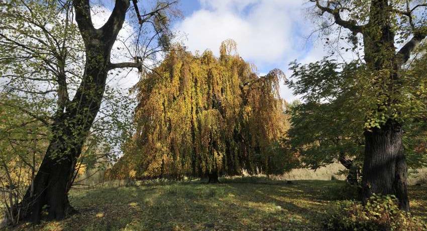 Hänge-Buche (Fagus sylvatica „Pendula“) im Herbstlaub