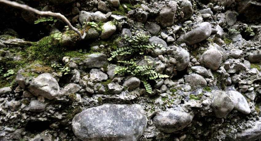 Konglomeratfelsen prägen das Bild der Erlaufschlucht am Rande des Parks