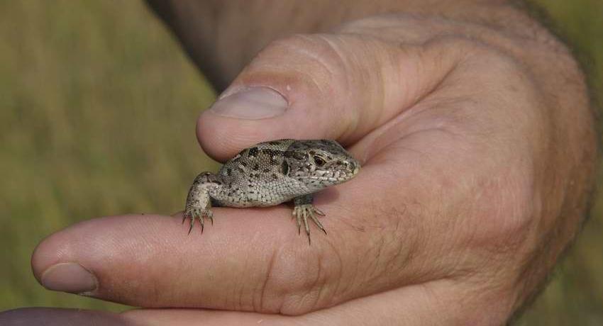 Zauneidechse (Lacerta agilis) in der Hand eines ENP-Bauern im Seewinkel