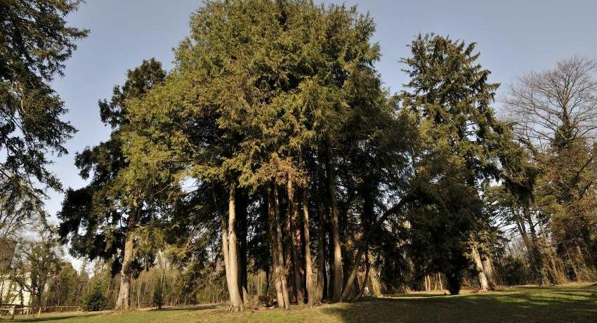 Eine Gruppe aus bewurzelten Ästen der Lawsons Scheinzypresse (Chamaecyparis lawsoniana) bildet einen Blickfang im Park