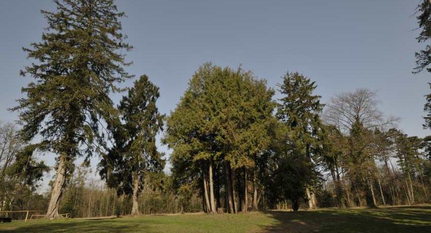 Nadelbäume, neben der Lawsons Scheinzypresse, hauptsächlich Fichten und Kiefern prägen die Gehölzbestände des Parks