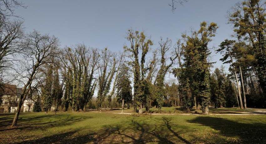 Die zentrale, auf das Schloss ausgerichtete, Lindenallee wurde freigestellt, ist aber in einem schlechten Zustand