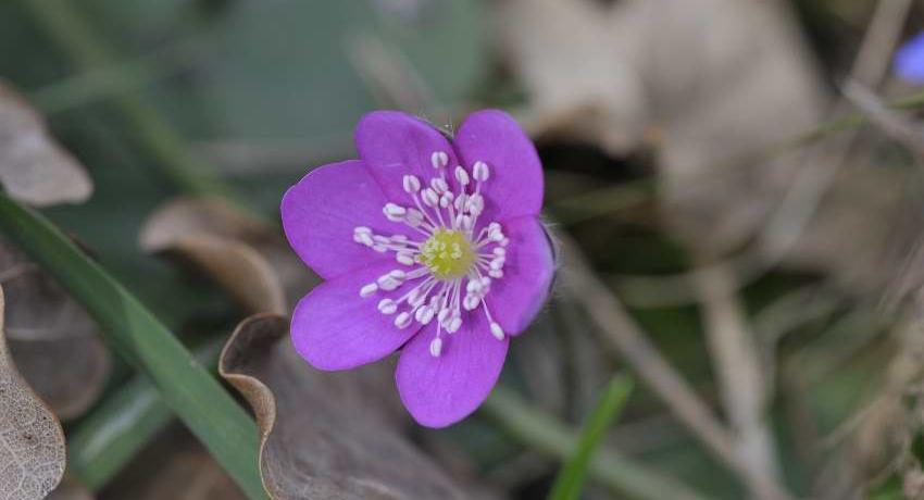 Das Leberblümchen (Hepatica nobilis) – hier eine rosafarbene Variante - kommt in den Wäldern an der Erlaufschlucht zahlreich vor