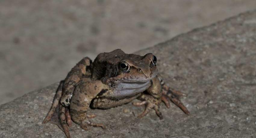 Ein Springfrosch (Rana dalmatina) auf der Stiege zur Aussichtsplattform an der Erlaufschlucht