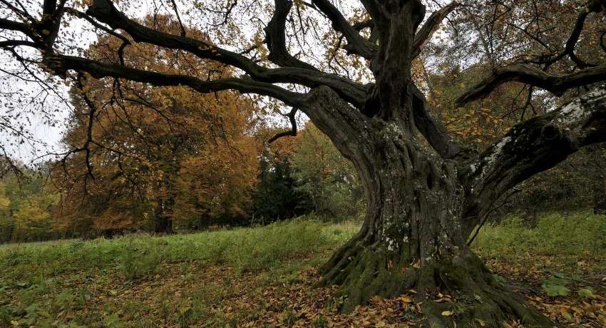 Hänge-Hainbuche (Carpinus betulus „Pendula'“) im Vordergrund, Blick auf die vierstämmige, Farnblättrige Rotbuche (Fagus sylvatica „Asplenifolia“) im Herbstlaub