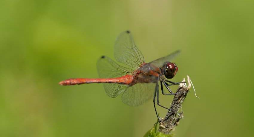 Die Blutrote Heidelibelle (Sympetrum sanguineum) ist im Harrachpark häufig