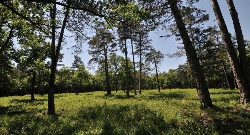 Artenreiche Pioniervegetation im ersten Jahr nach der Rodung am Heidegrund