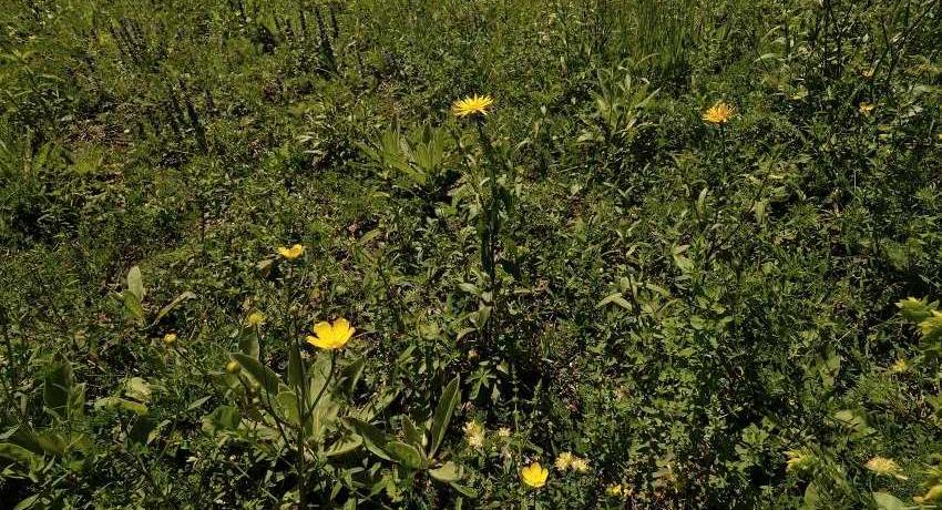 Artenreiche Pioniervegetation auf dem dutlich erkennbaren Schotterboden bereits im ersten Jahr nach der Rodung