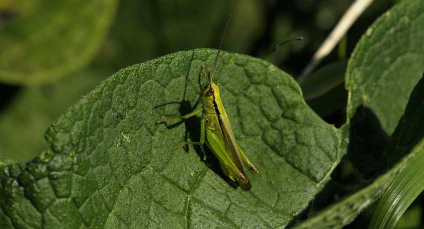 Die Lauchschrecke (Mecostethus parapleurus) ist in Niederösterreich gefährdet, in der großen Feuchtwiese im Harrachpark aber nicht selten