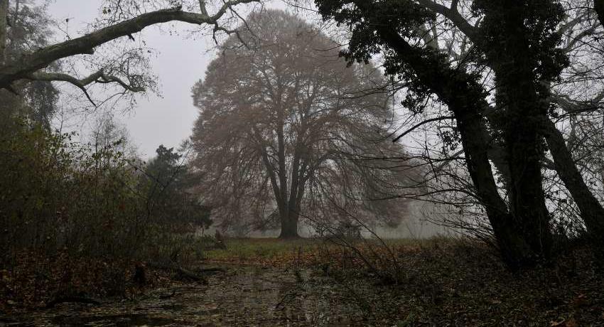 Vierstämmige, Farnblättrige Rotbuche (Fagus sylvatica „Asplenifolia“), unbelaubt im Herbstnebel