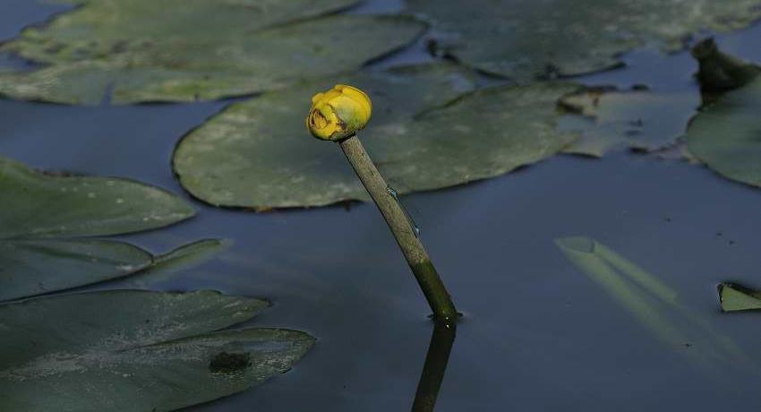 Die Gelbe Teichrose (Nuphar lutea) – mit Großer Pechlibelle - ist gem. NÖ Artenschutzverordnung geschützt