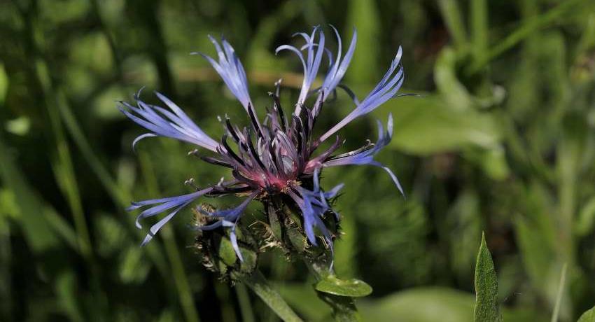 Bunte Flockenblume (Centaure triumfettii) am Heidegrund