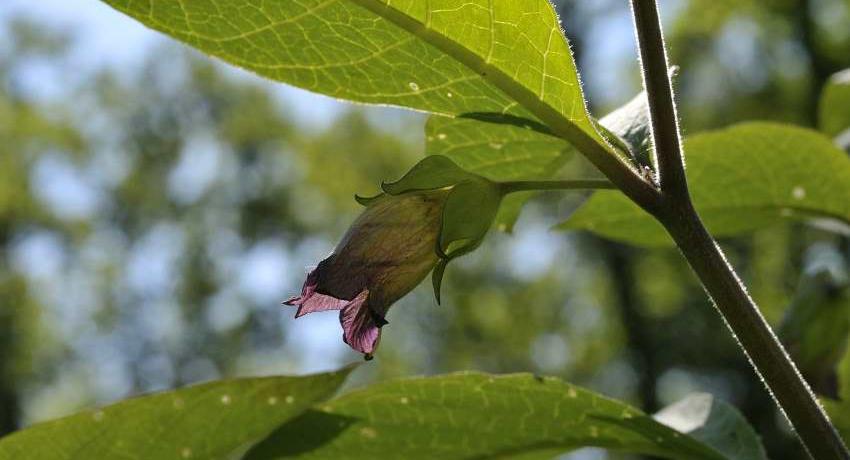 Tollkirsche (Atropis belladonna) am Heidegrund in Purgstall nach den Rodungen