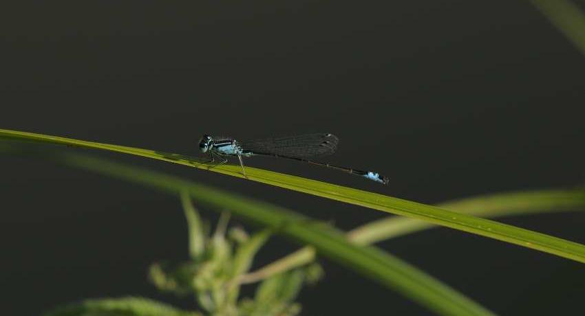 Die Große Pechlibelle (Ischnura elegans) ist wenig anspruchsvoll und kommt im Park häufig vor