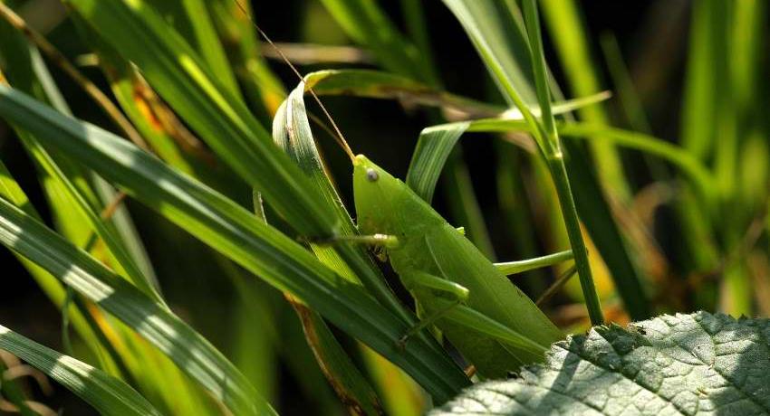 Die Große Schiefkopfschrecke (Ruspolia nitidula) ist in Niederösterreich stark gefährdet, ausgehend vom Harrachpark aber lokal in Ausbreitung begriffen