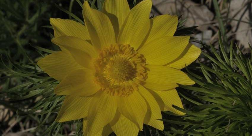 Frühlingsadonis (Adonis vernalis)