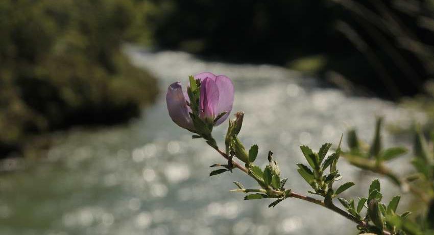 Dornige Hauhechel (Ononis spinosa) an der Erlaufschlucht