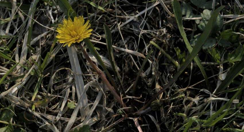 Der stark gefährdete Sumpf-Löwenzahn (Taraxacum palustre agg.) kommt in der großen Feuchtwiese vor