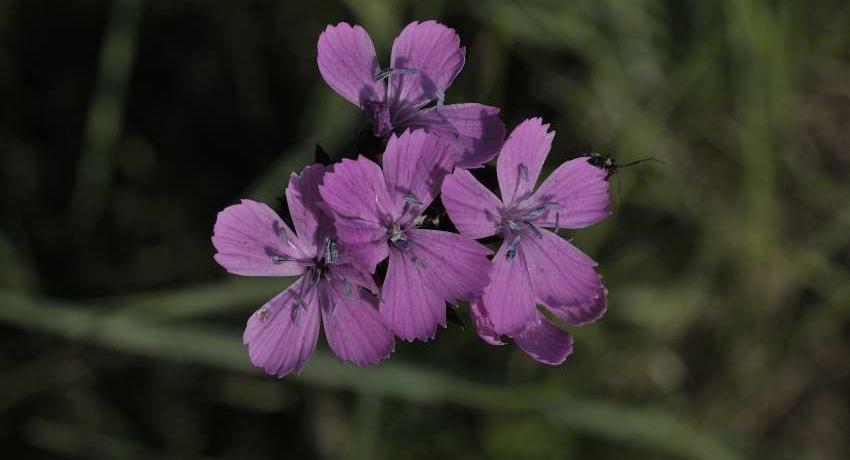 Karthäusernelke (Dianthus carthusianorum)