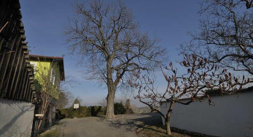 Mächtige, alte Kastanie unbelaubt im Winter bei der Baumkontrolle