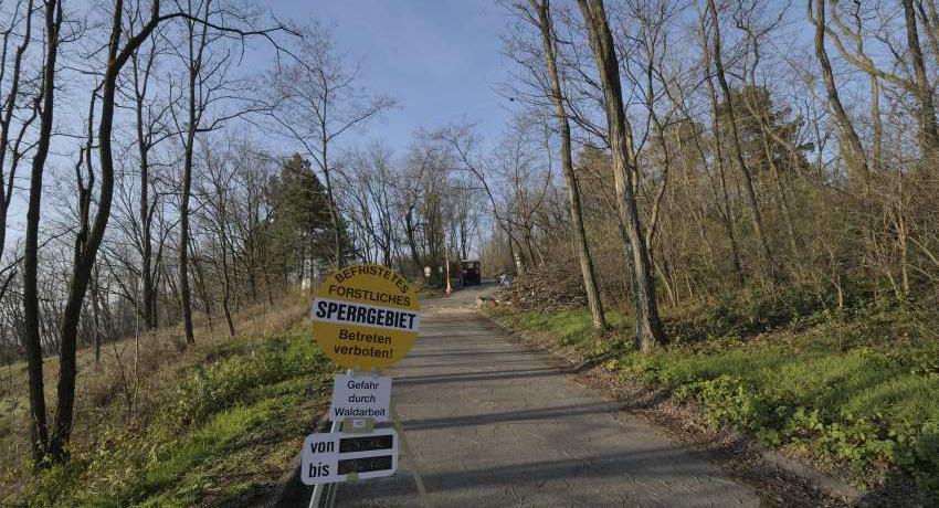 Fällungen nach Kontrolle der Verkehrssicherheit