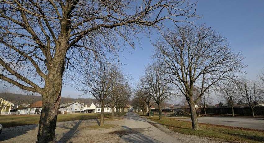 Kastanienallee zum Friedhof - unbelaubt im Winter