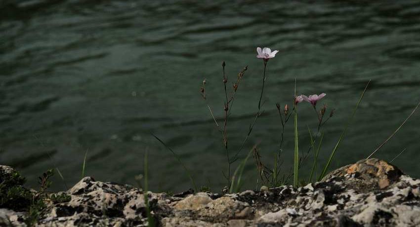 Schmalblättriger Lein (Linum tenuifolium) auf Konglomeratfelsen an der Erlauf