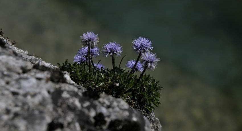 Herzblättrige Kugelblume (Globularia cordifolia) auf Konglomeratfelsen an der Erlauf