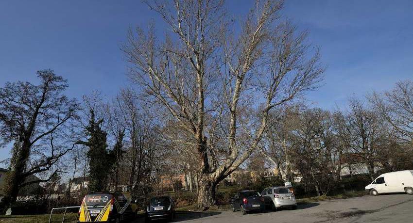 Mächtige Platane vor der Ungarischen Krone im Winter bei der Baumkontrolle