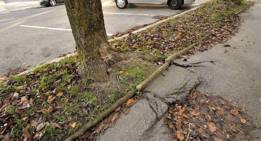 Die Wurzeln einer Japanischen Blütenkirsche (Prunus serrulata) heben den Asphalt, weil der Baumstandort viel zu schmal ist