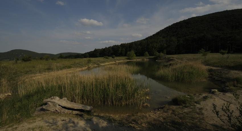Der Teich 2020