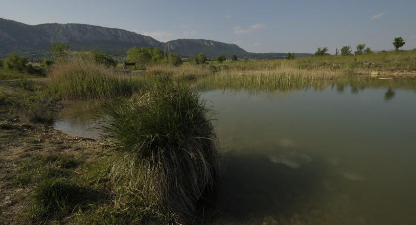 Der Teich 2020