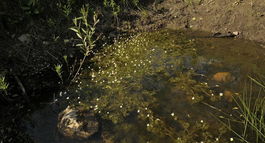 Tümpel mit Wasserhahnenfuß