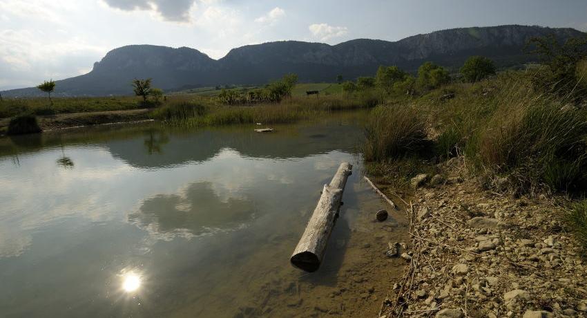 Der Teich 2020